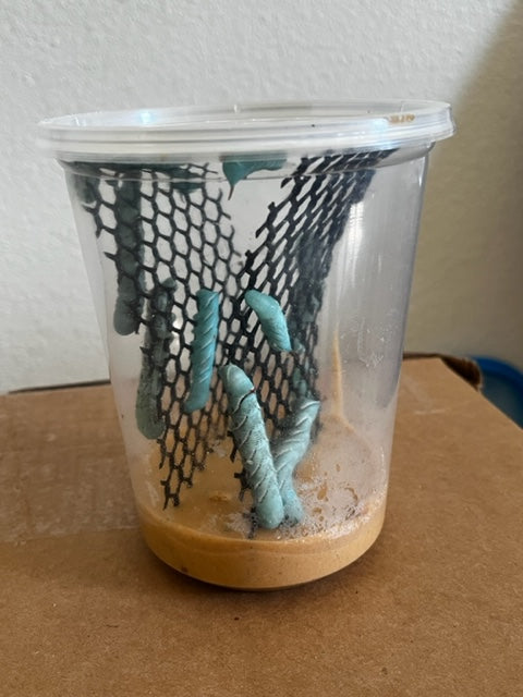 12 count cup