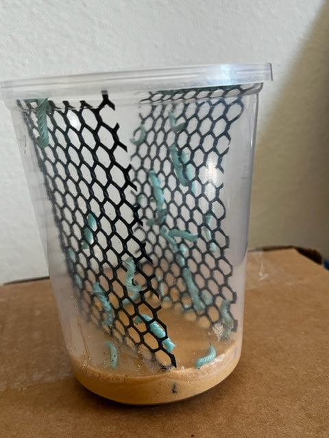 30 count cup