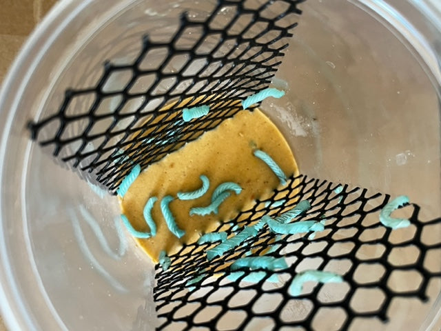 30 count cup